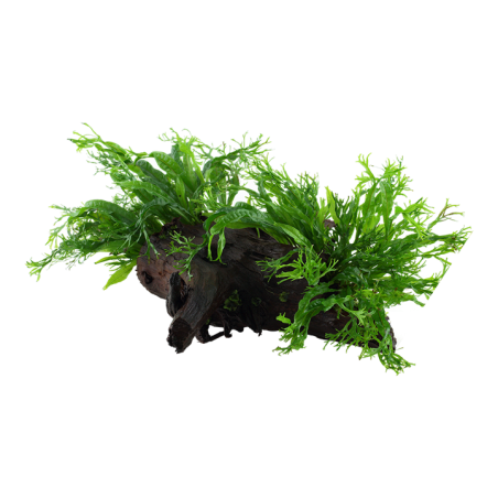 Microsorum pteropus 'Windeløv' XL