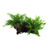 Microsorum pteropus 'Windeløv' XL