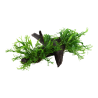 Microsorum pteropus 'Windeløv' XL