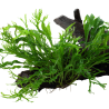 Microsorum pteropus 'Windeløv' XL