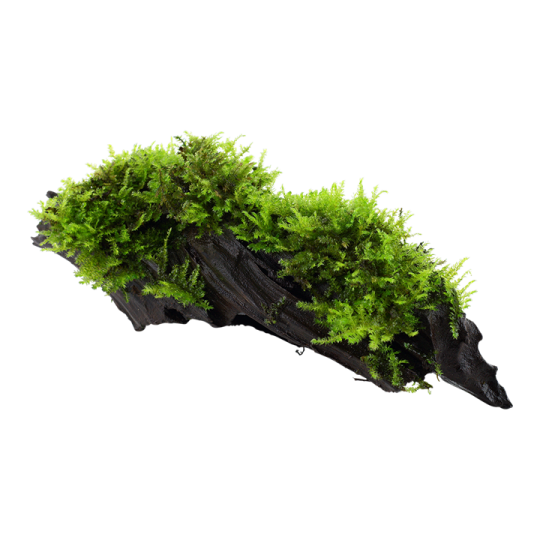 Vesicularia montagnei 'Christmas Moss'  - on wood - 10-12 cm