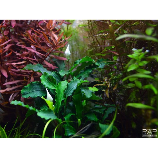Bucephalandra pygmaea 'Wavy Green'