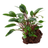 Cryptocoryne beckettii 'Petchii'