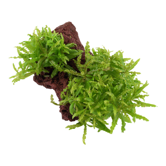 Pogostemon helferi