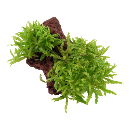 Pogostemon helferi