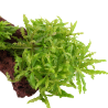 Pogostemon helferi