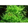 Pogostemon helferi