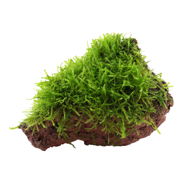 Java moss - Taxiphyllum barbieri on lava stone
