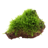 Java moss - Taxiphyllum barbieri on lava stone