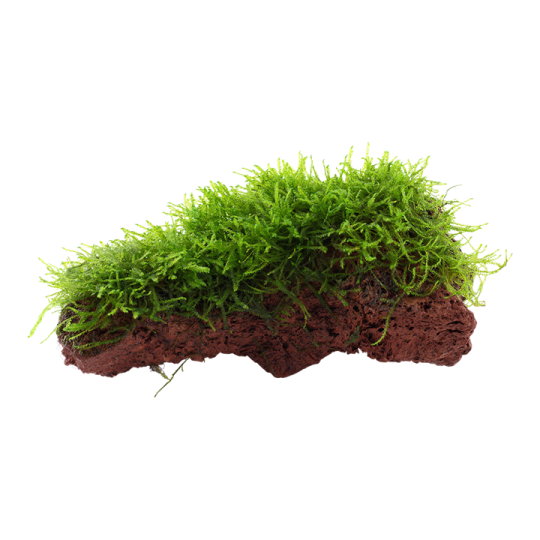 Java moss - Taxiphyllum barbieri on lava stone