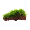 Java moss - Taxiphyllum barbieri on lava stone