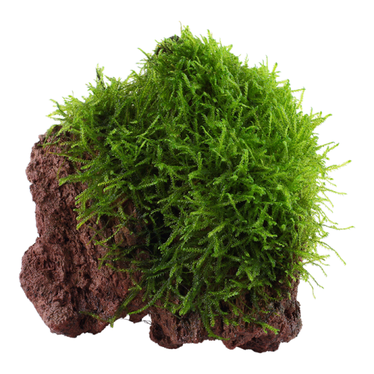 Java moss - Taxiphyllum barbieri on lava stone