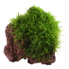 Java moss - Taxiphyllum barbieri on lava stone