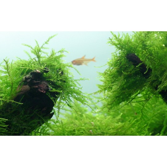 Java moss - Taxiphyllum barbieri on lava stone