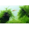 Java moss - Taxiphyllum barbieri on lava stone