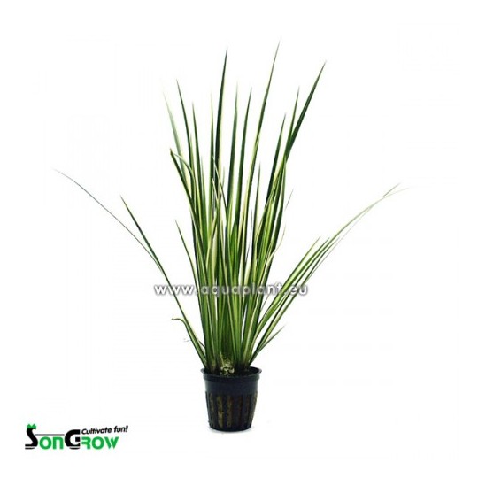 Acorus variegatus (white/green)