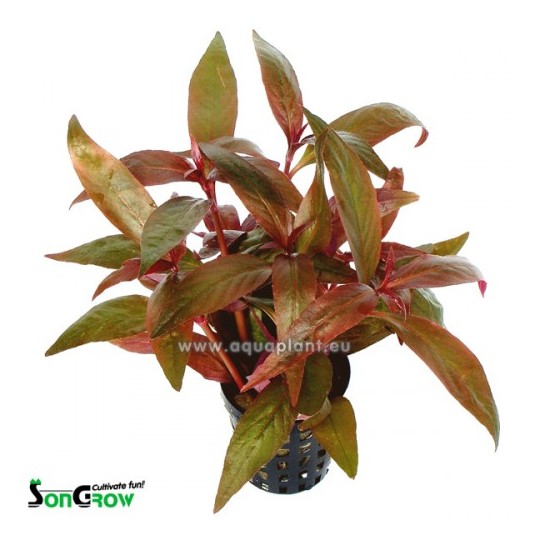 Alternanthera lilachina
