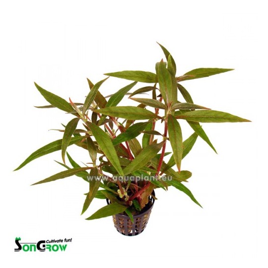 Alternanthera reineckii