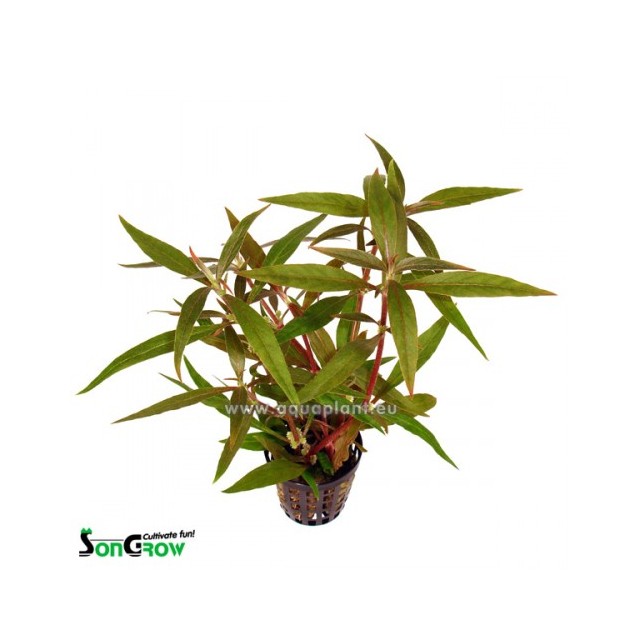Alternanthera reineckii - Schmalblättriges Papageienblatt