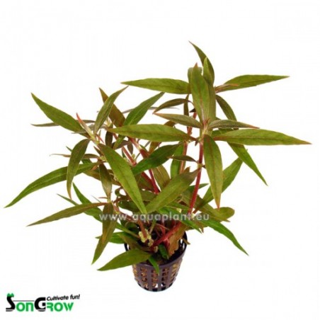 Alternanthera reineckii