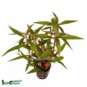 Alternanthera reineckii