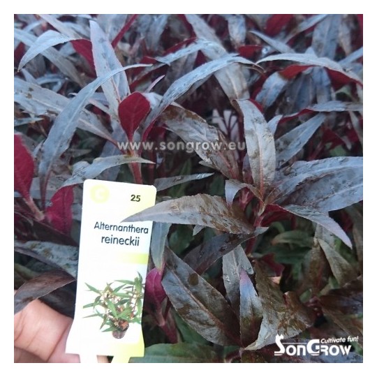 Alternanthera reineckii - Schmalblättriges Papageienblatt