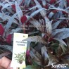 Alternanthera reineckii - Schmalblättriges Papageienblatt