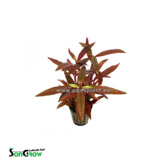 Alternanthera sessilis - Sitzendes Papageienblatt