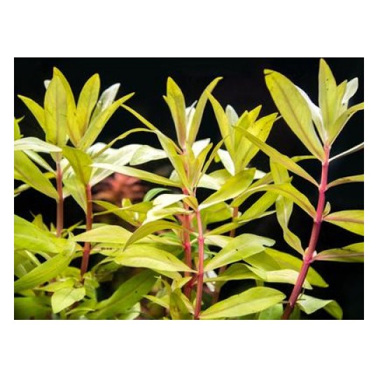 Ammania pedicellata Gold