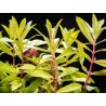 Ammania pedicellata Gold