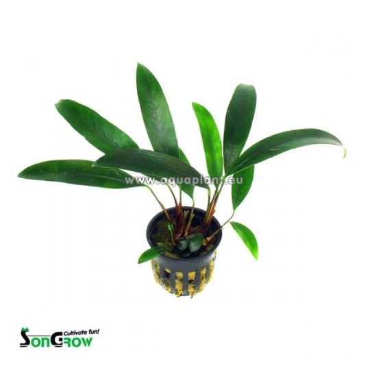 Anubias afzellii