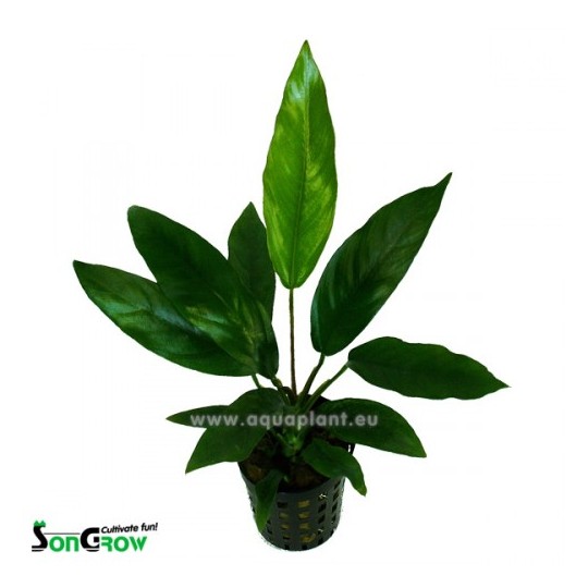 Anubias barteri glabra