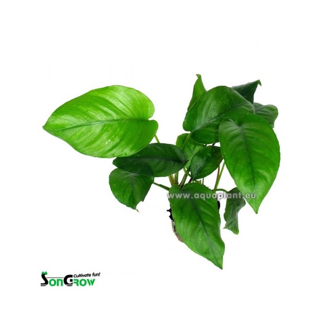 Anubias barteri species