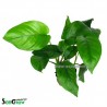 Anubias barteri species