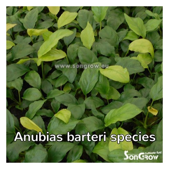 Anubias barteri species