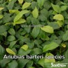 Anubias barteri species