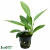 Anubias gilletii