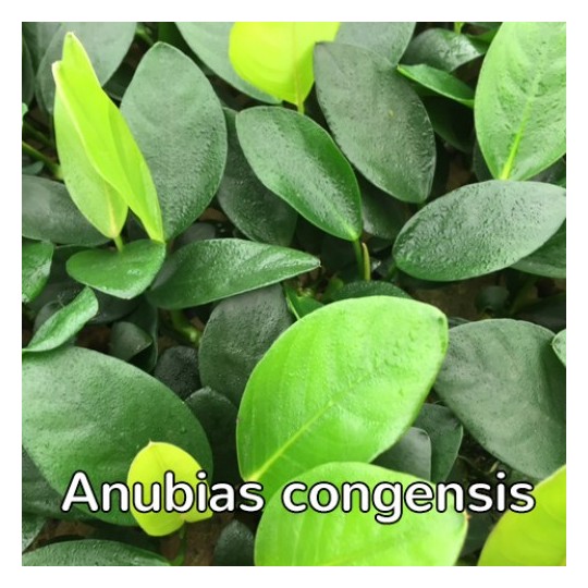 Anubias gilletii