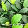 Anubias gilletii