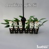 Anubias gilletii