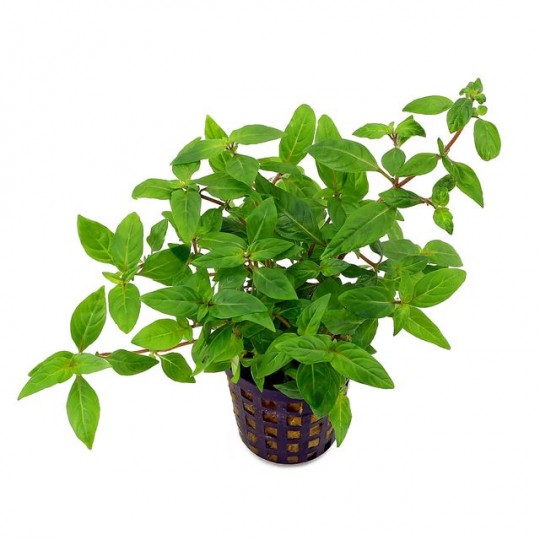 Staurogyne sp. "Porto Velho"
