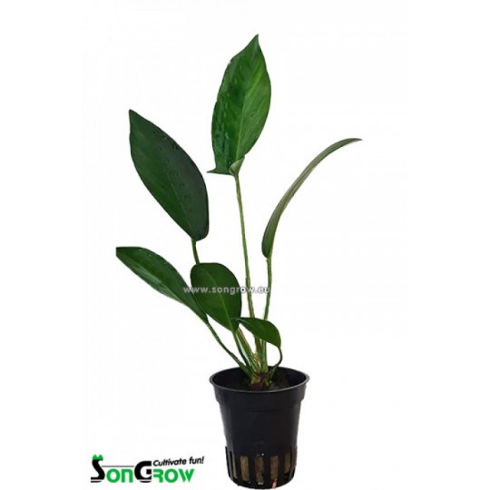 Anubias hastifolia