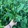 Anubias hastifolia