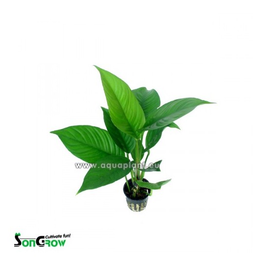 Anubias heterophylla