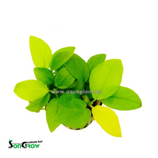 Anubias nana Gold