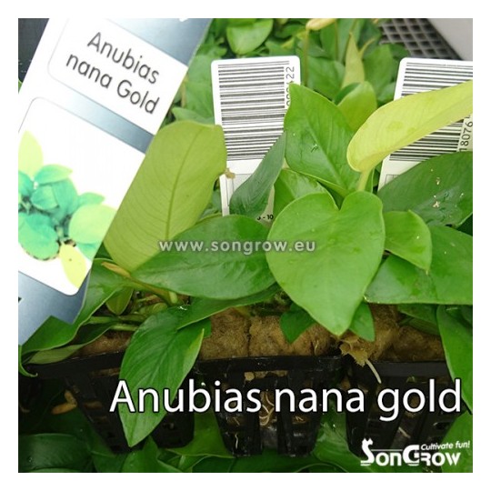 Anubias nana Gold