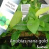 Anubias nana Gold