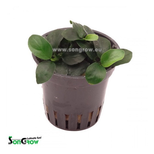 Anubias nana bonsaï