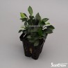 Anubias nana micro