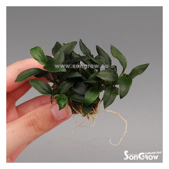 Anubias nana micro